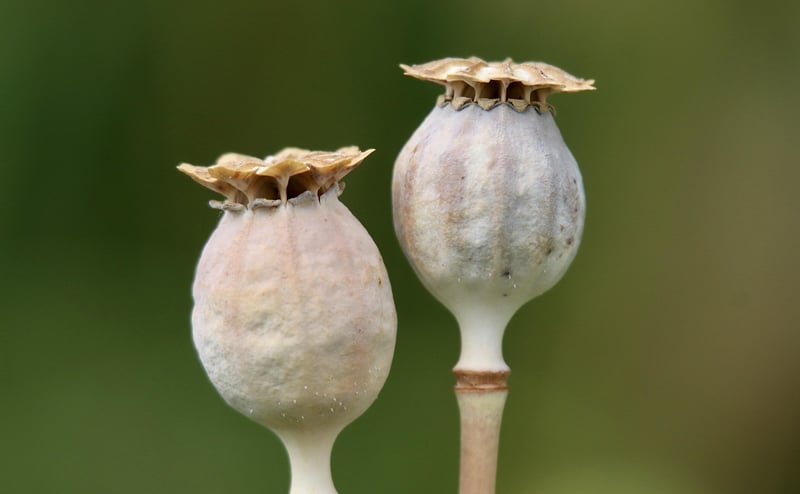 Sorcerer's Seeds