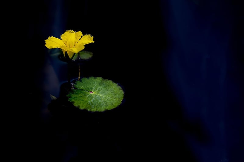 Crystal Lotus Blossom
