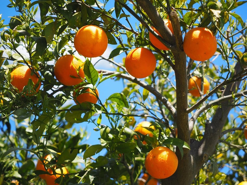 Moonbeam Oranges