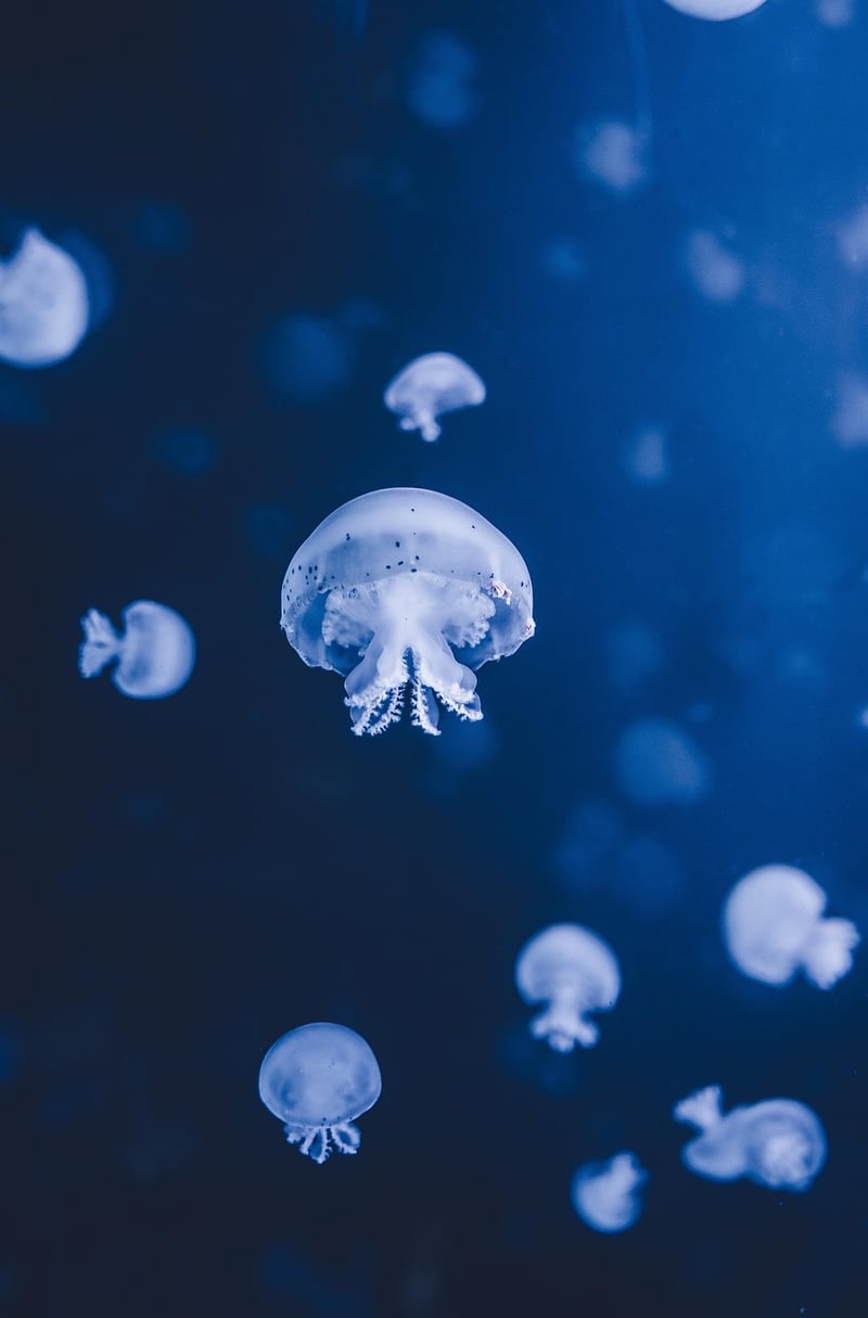 Underwater Mermaid